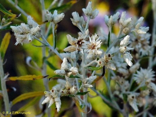 {Pseudognaphalium obtusifolium}